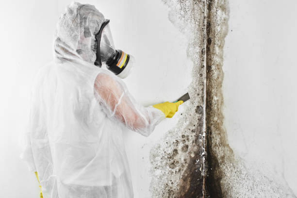 Best Same-Day Mold Removal  in Gibsonville, NC