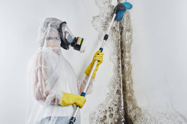 Best Affordable Mold Removal  in Gibsonville, NC