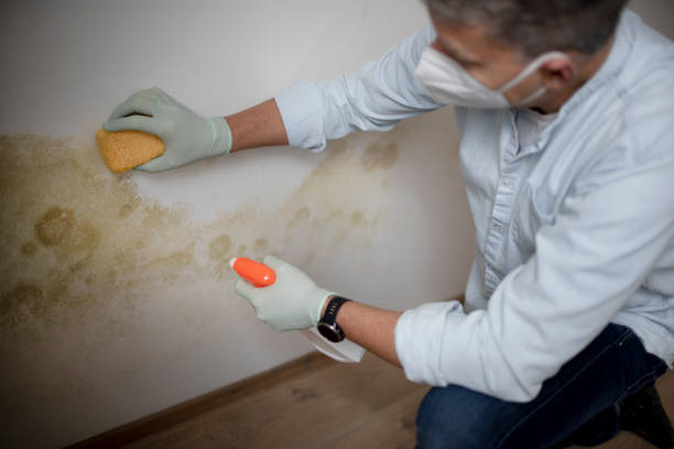 Best Black Mold Removal  in Gibsonville, NC