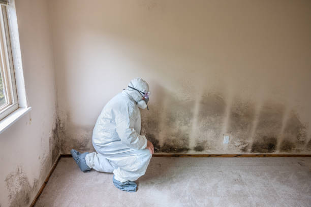 Best Home Mold Removal  in Gibsonville, NC