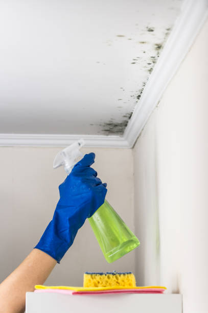 Best Mold Removal Near Me  in Gibsonville, NC